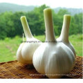 Chinese New Crop Purel White Garlic